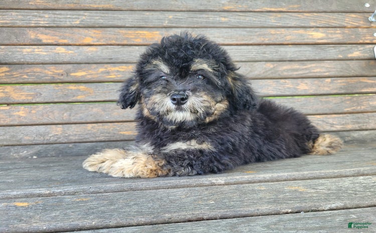 Lhasapoo dogs for sale - Ad 2
