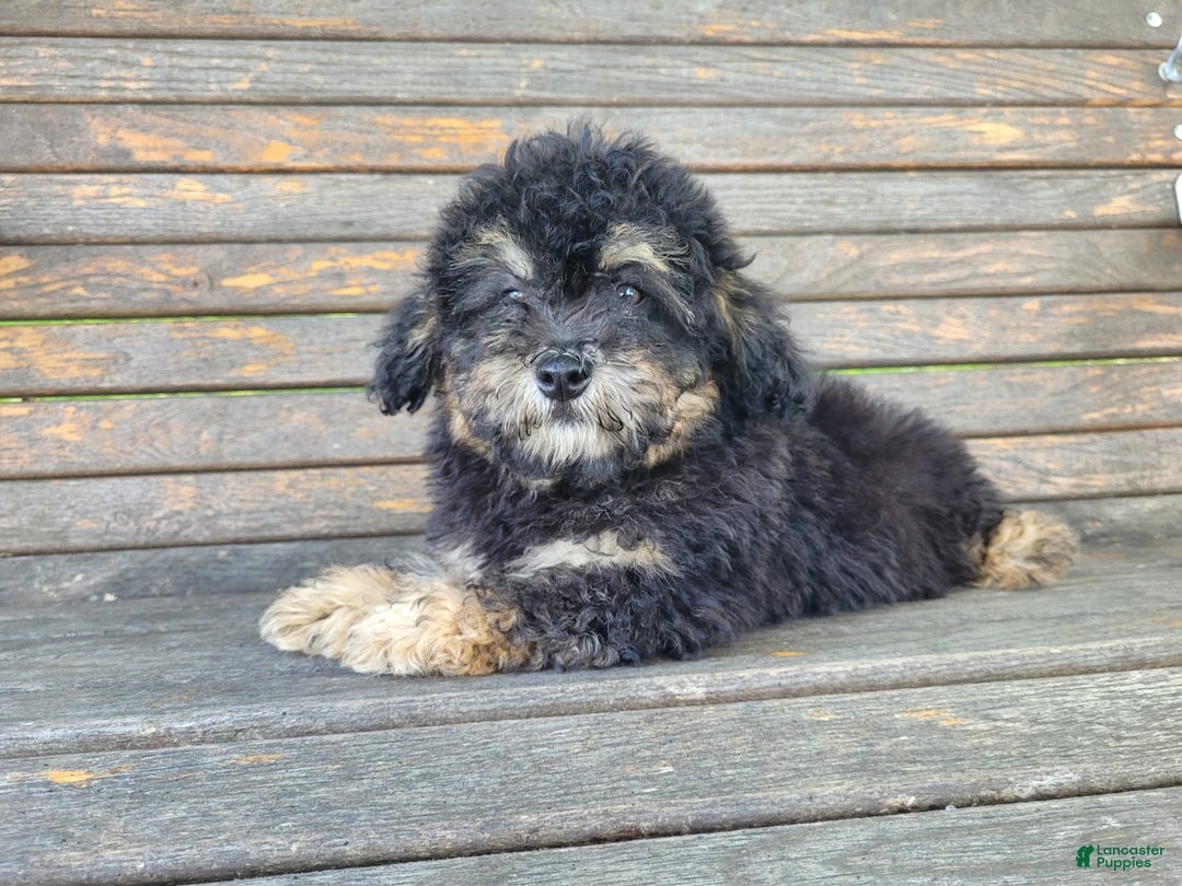 Lhasapoo dogs for sale: Mr. Bentley - Image 1