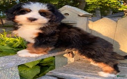 Mini Bernedoodle dogs for sale: 💛 Boston Ma 💛 Mini Bernedoodle - Image 2