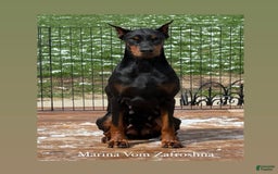 Doberman Pinscher dogs for sale: Banana - Image 17