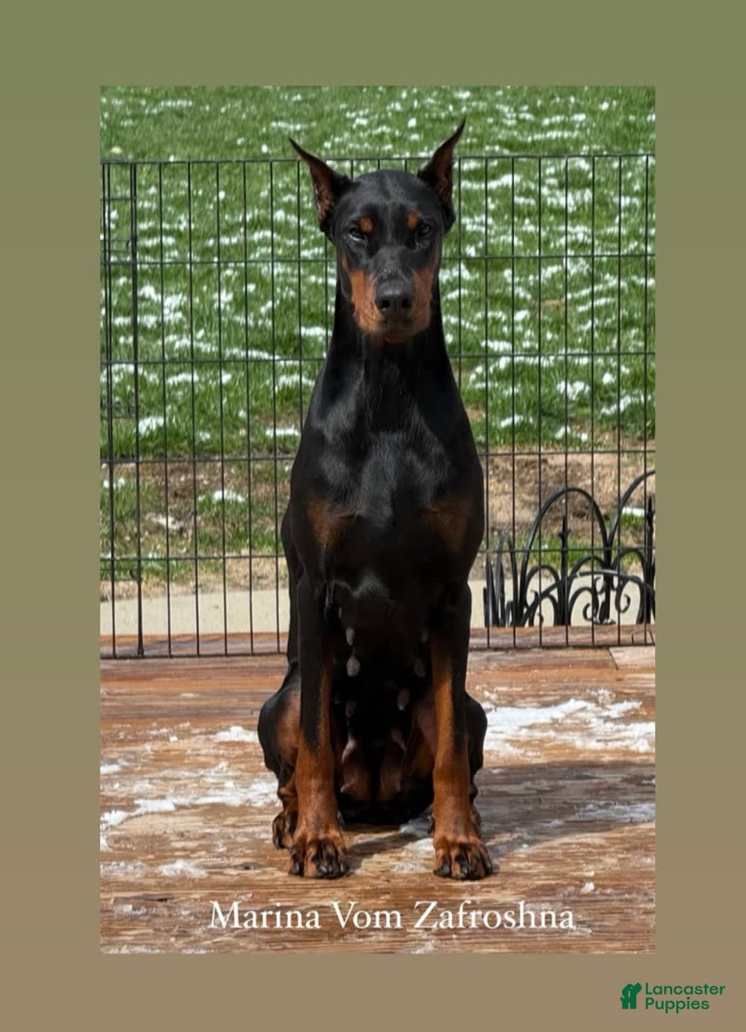 Doberman Pinscher dogs for sale: Banana - Image 17