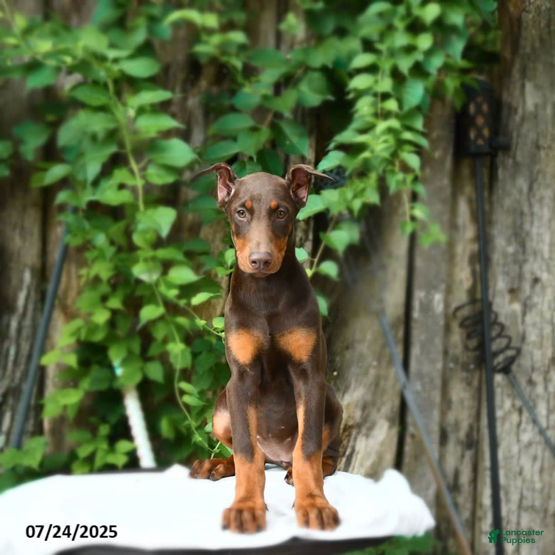 Doberman Pinscher dogs for sale: Petal - Image 4