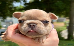 French Bulldog dogs for sale: Rhysand - Image 1