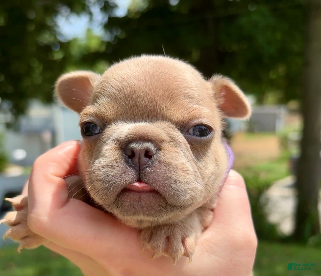 French Bulldog dogs for sale: Rhysand - Image 1