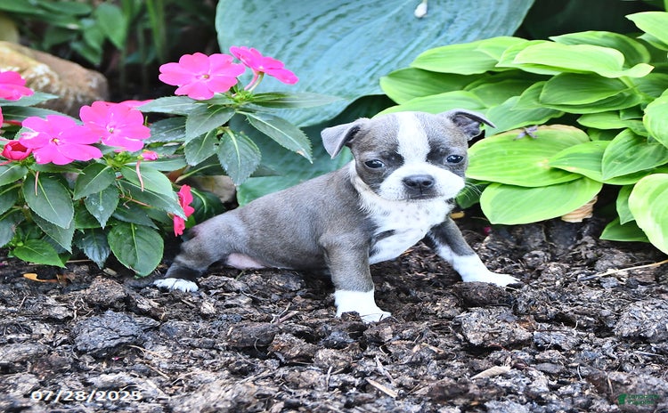 Boston Terrier dogs for sale - Ad 5