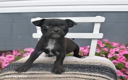 Pug dogs for sale: Petunia - Image 4