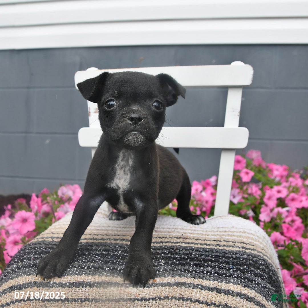 Pug dogs for sale: Petunia - Image 4