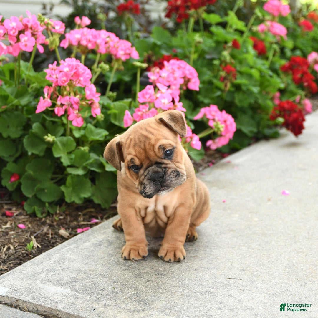 English Bulldog dogs for sale: Winston - Image 3