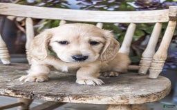 Dachshund dogs for sale: Mel - Image 4