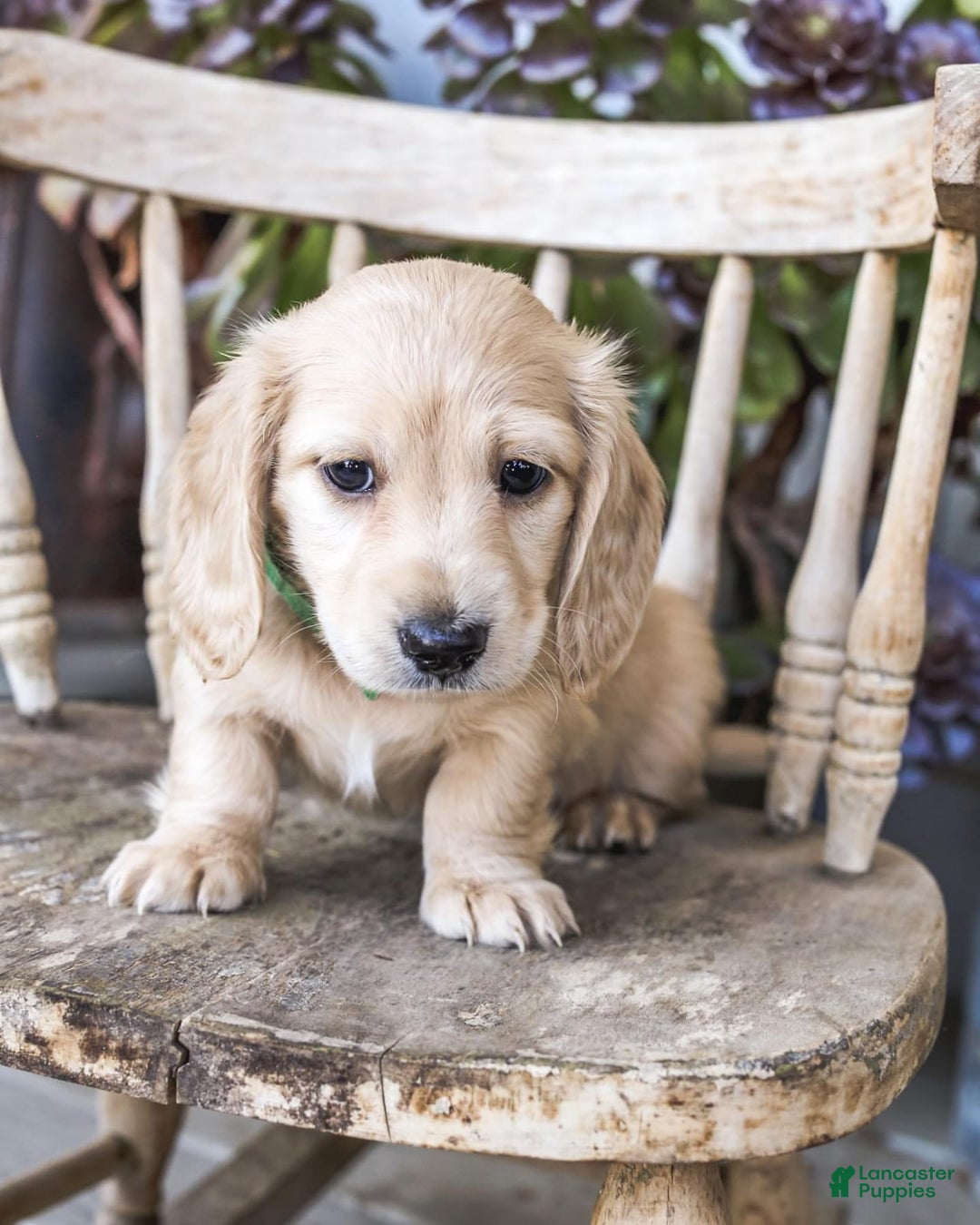 Dachshund dogs for sale: Mel - Image 4