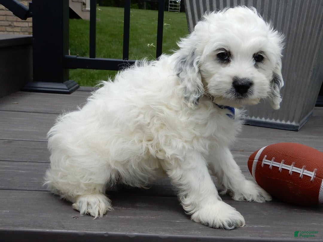Cockapoo dogs for sale: Boomer - Image 16