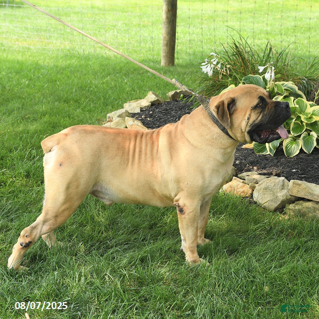 South African Boerboels dogs for sale: Honeycomb Ben - Image 3