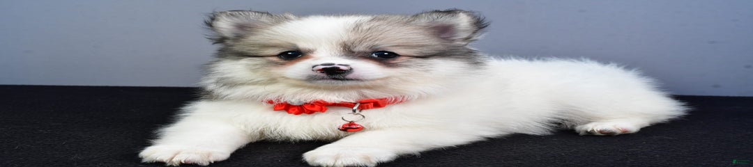 Sophie