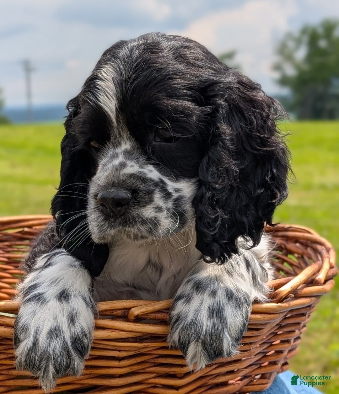 Cocker Spaniel dogs for sale: Flash - Image 4