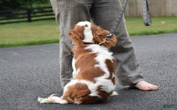 Cavalier King Charles Spaniel dogs for sale: Remi - Image 4