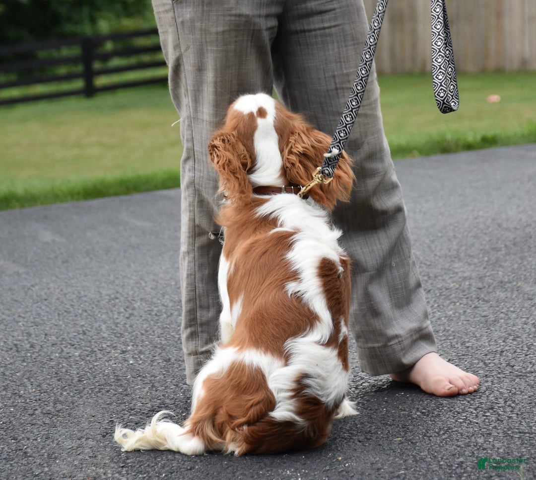 Cavalier King Charles Spaniel dogs for sale: Remi - Image 4
