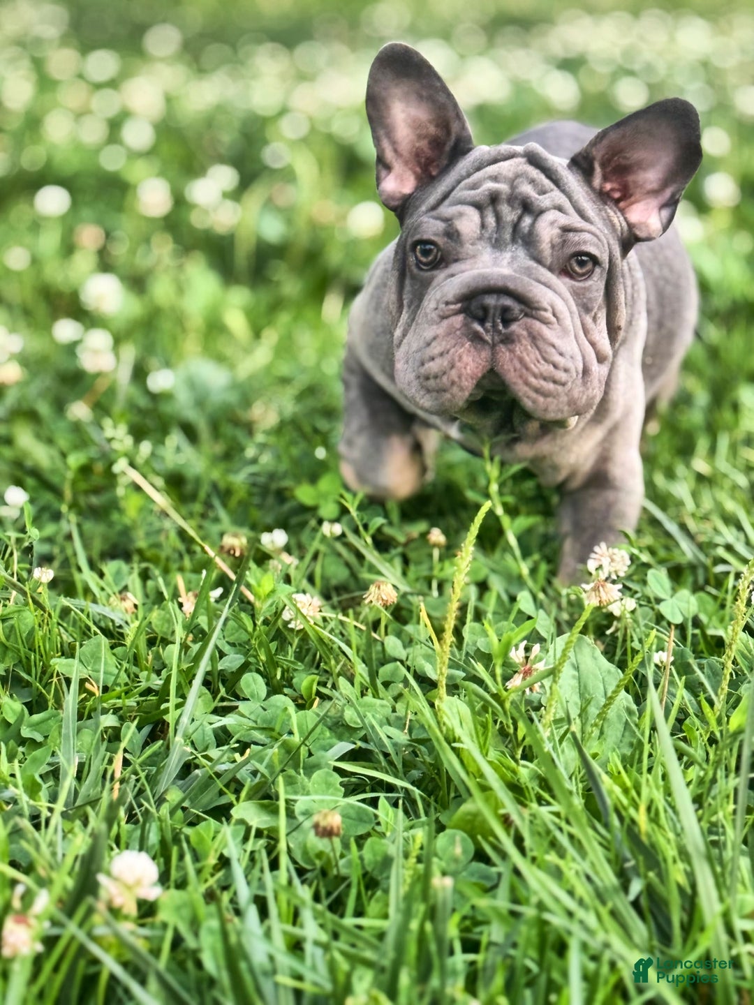 French Bulldog dogs for sale: Marcus - Image 4