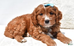 Mini Goldendoodle dogs for sale: Rubble - Image 3
