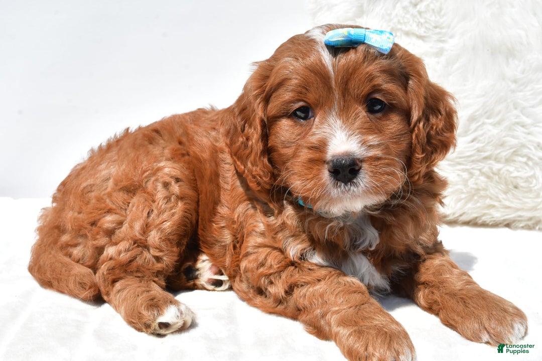 Mini Goldendoodle dogs for sale: Rubble - Image 3