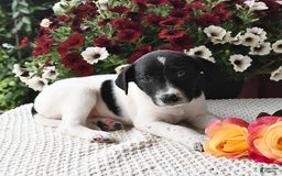 Border Collie dogs for sale: Chloe - Image 2