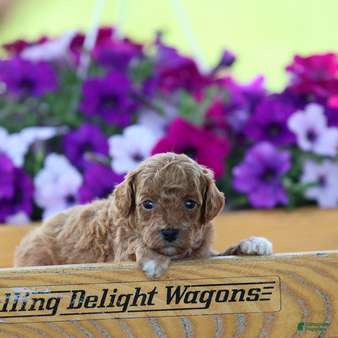 Toy Poodle dogs for sale: Misty - Image 7