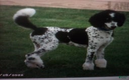 Bernedoodle dogs for sale: Kyla - Image 12