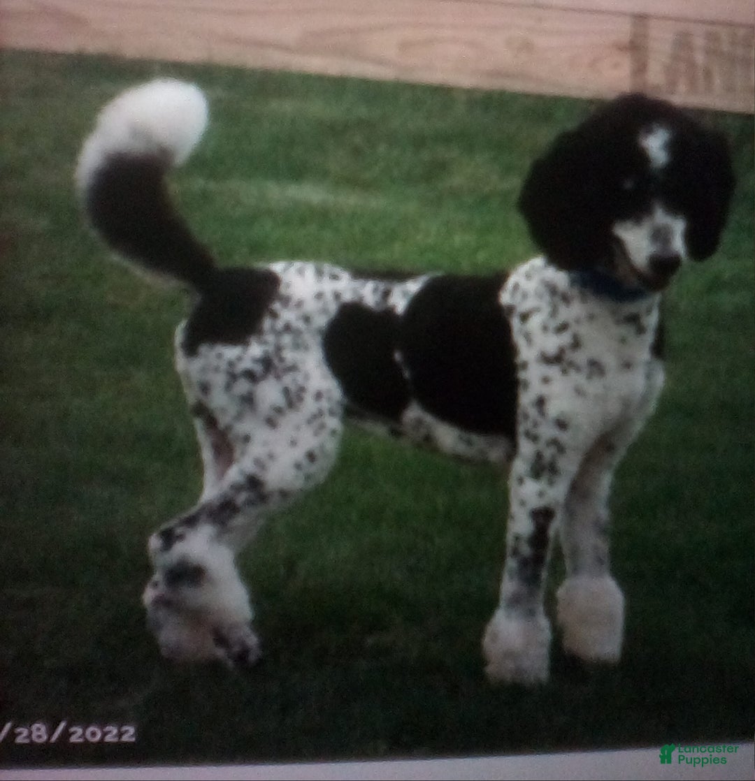 Bernedoodle dogs for sale: Kyla - Image 12