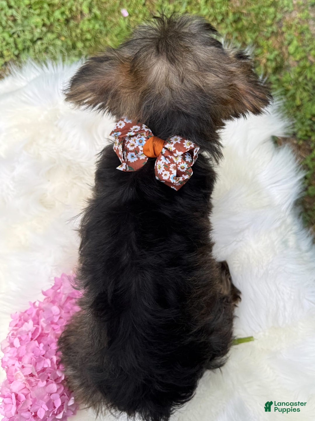 Yorkshire Terrier dogs for sale: Baxter - Image 10
