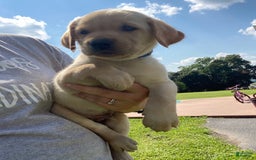 Labrador Retriever dogs for sale: Uriah - Image 3