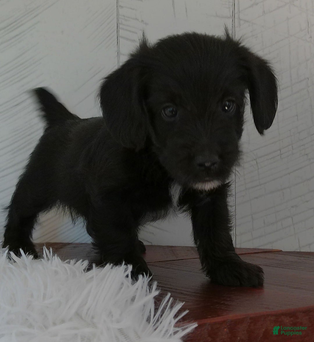 Yorkiepoo dogs for sale: Benson - Image 2