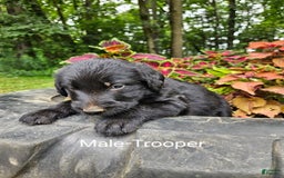 Labradoodle dogs for sale: Gracie - Image 3