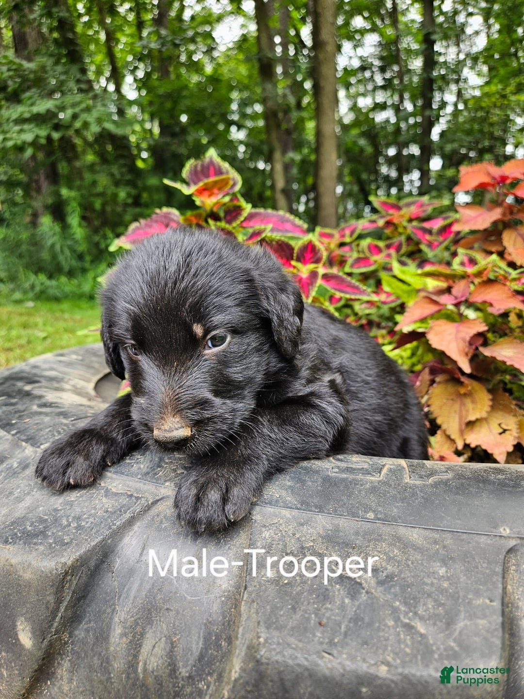 Labradoodle dogs for sale: Gracie - Image 3