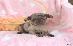 Pug dogs for sale: Alex - Image 5