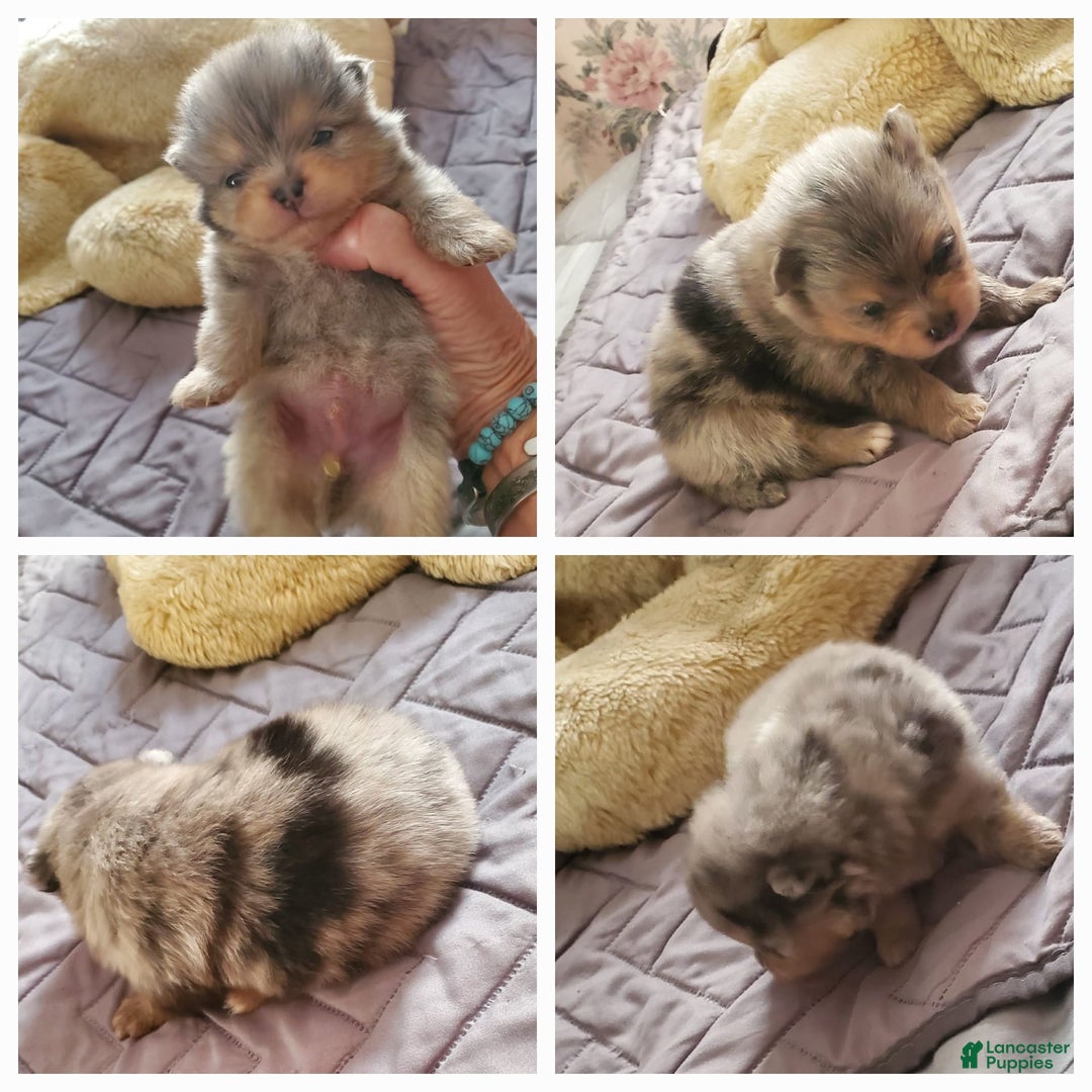 Pomeranian dogs for sale: Buzz - Image 12