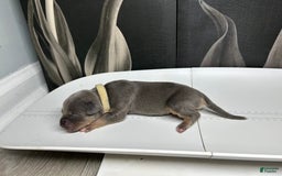 American Bully dogs for sale: Boots - Image 17
