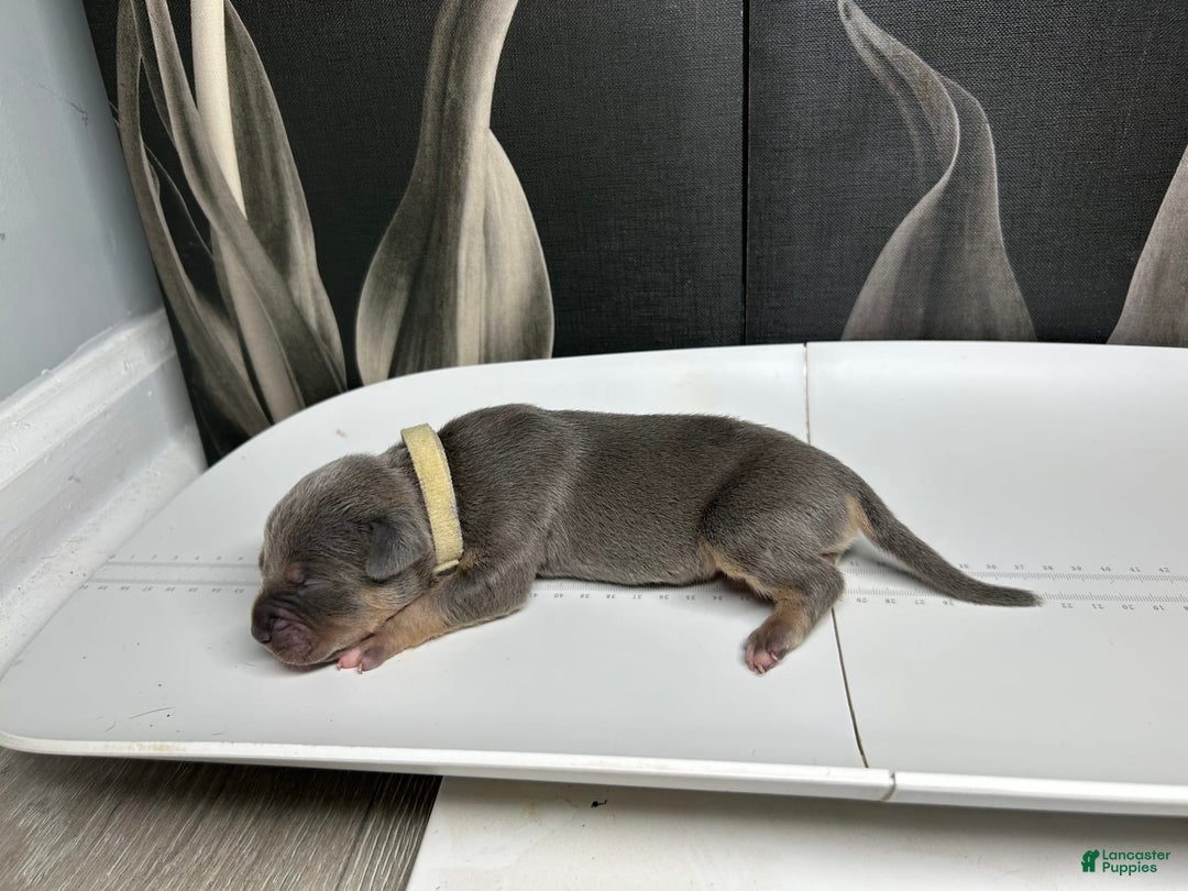 American Bully dogs for sale: Boots - Image 17