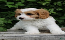 Cavapoo dogs for sale: Monty - Image 2