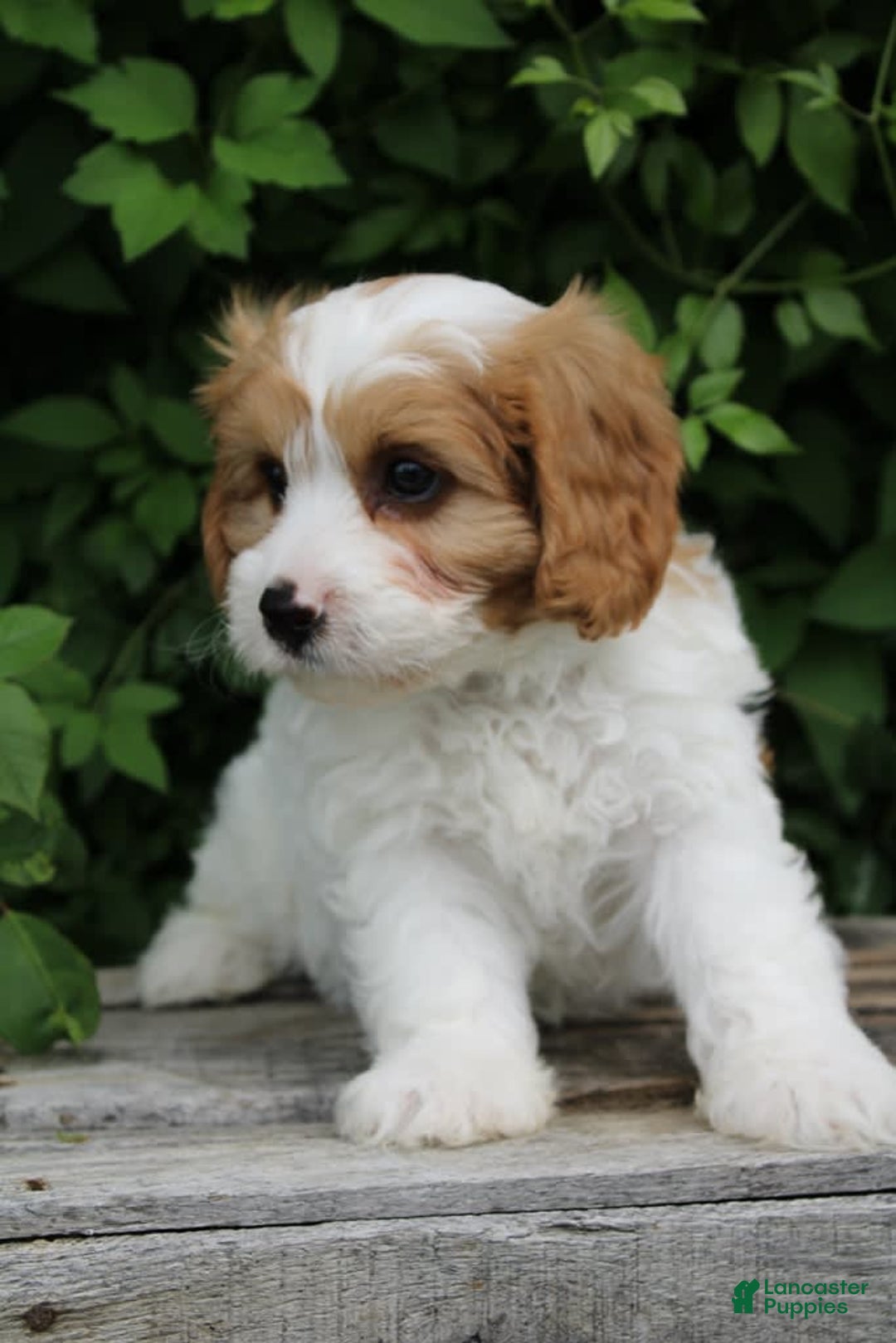 Cavapoo dogs for sale: Monty - Image 2