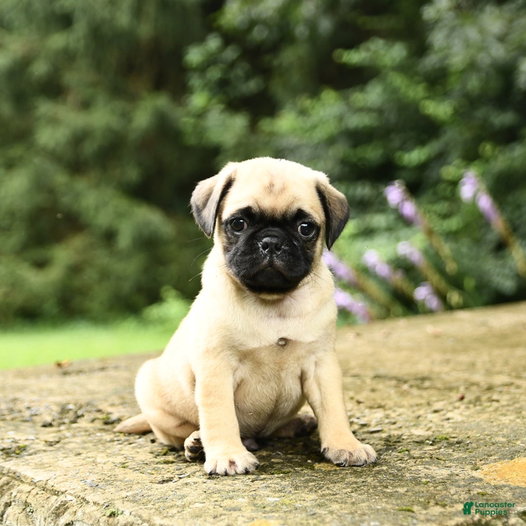 Pug dogs for sale: Trigger - Image 6