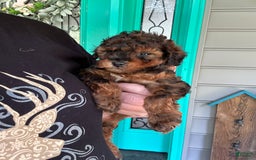 Cavapoo dogs for sale: Bailey - Image 9