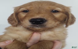 Golden Retriever dogs for sale: Lucky - Image 2