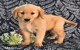 Golden Retriever dogs for sale: Golden Retriever 5 puppies - Image 4