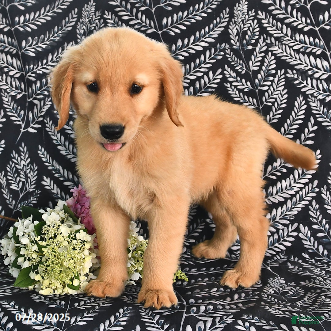 Golden Retriever dogs for sale: Golden Retriever 5 puppies - Image 4