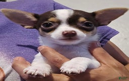 Chihuahua dogs for sale: Little Foot - Image 1