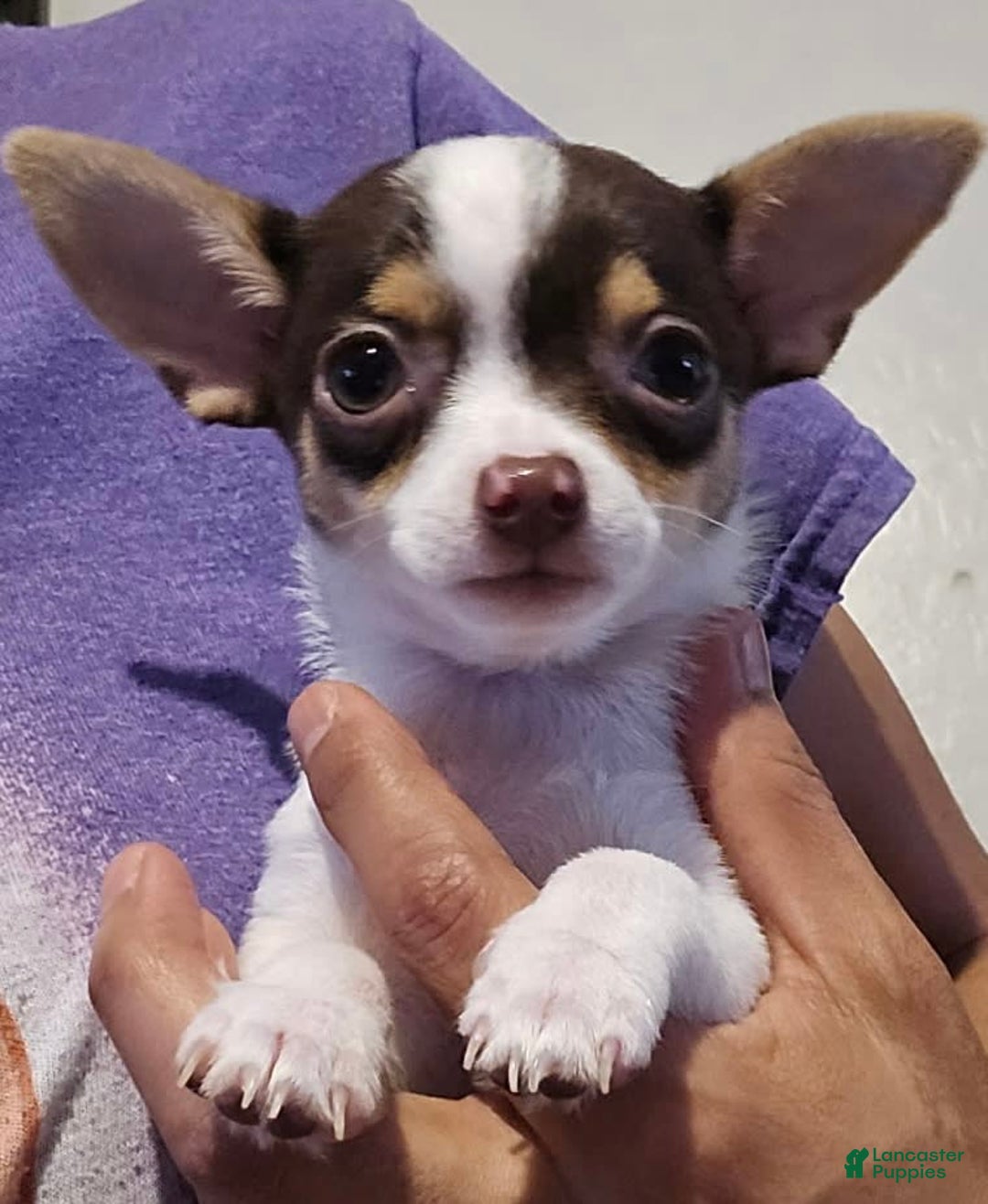 Chihuahua dogs for sale: Little Foot - Image 1