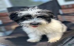 Havanese dogs for sale: Tucker - Image 2