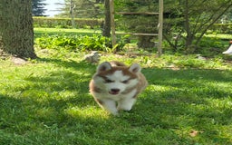 Siberian Husky dogs for sale: Oakley - Image 4