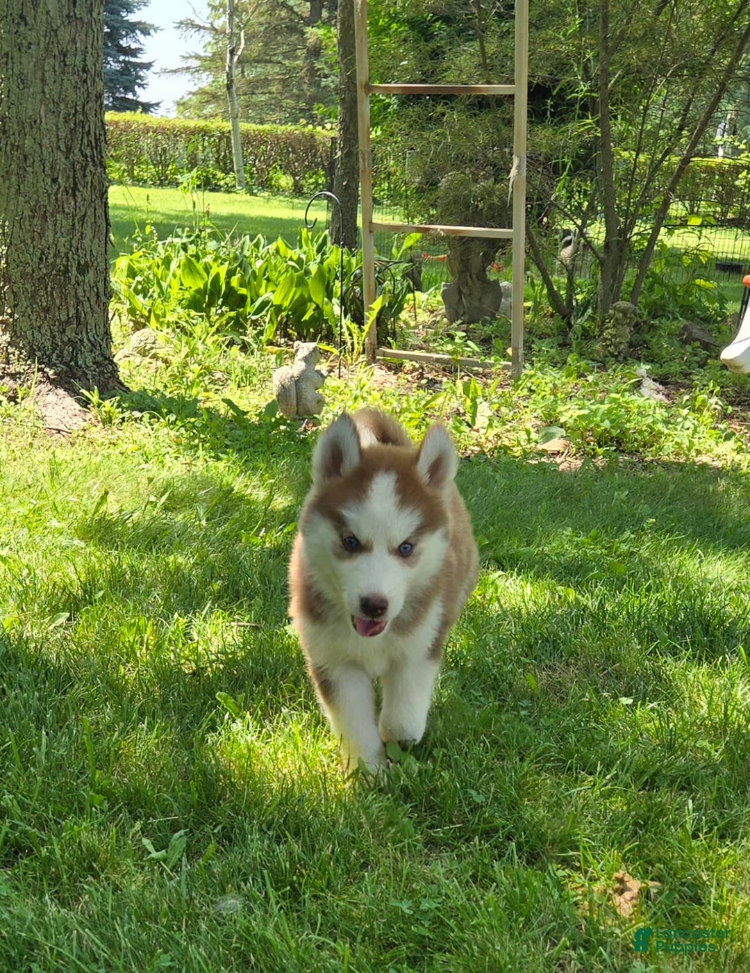 Siberian Husky dogs for sale: Oakley - Image 4