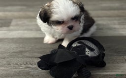 Shih Tzu dogs for sale: Prince - Image 1