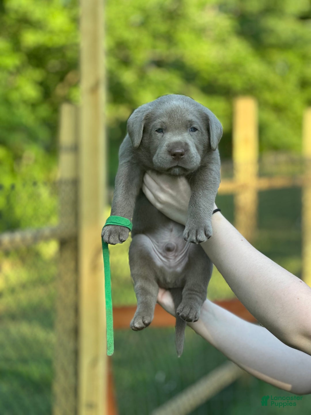 Labrador Retriever dogs for sale: Gator - Image 3